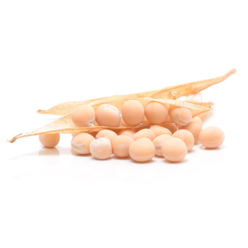Yellow Pea
