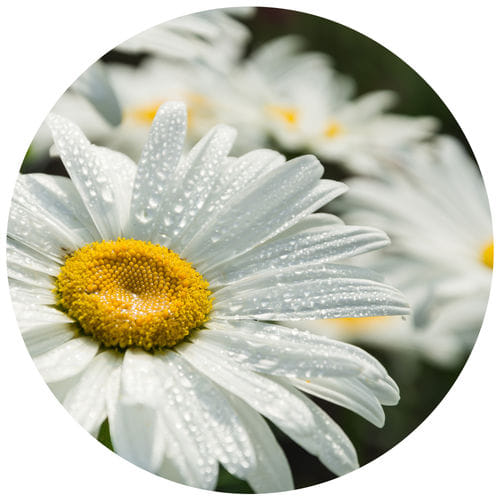 Soothes Inflamed Skin