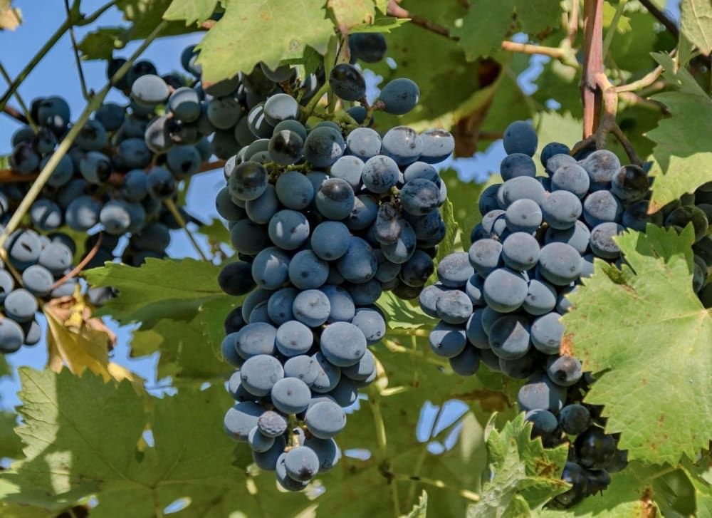 Should You Eat Black Grapes During Pregnancy - Is It Safe?