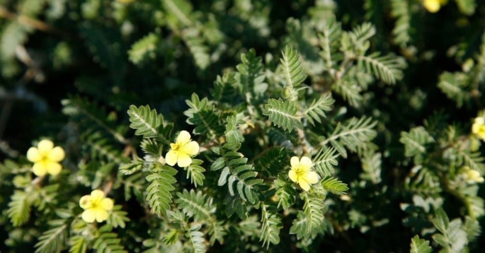 गोखरू के फायदे, उपयोग एवं नुकसान | Gokhru Ke Fayde in Hindi