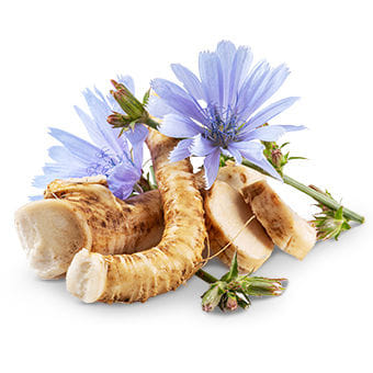 Chicory