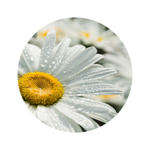 Soothes Inflamed Skin