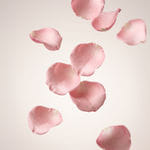 Rose Exosomes