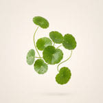 Centella Asiatica