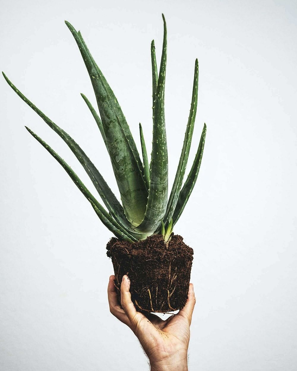 6 Ways to Use Aloe Vera for Dry Scalp - eMediHealth