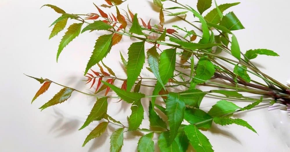 Top 10 Benefits of Eating Neem Leaves on an Empty Stomach