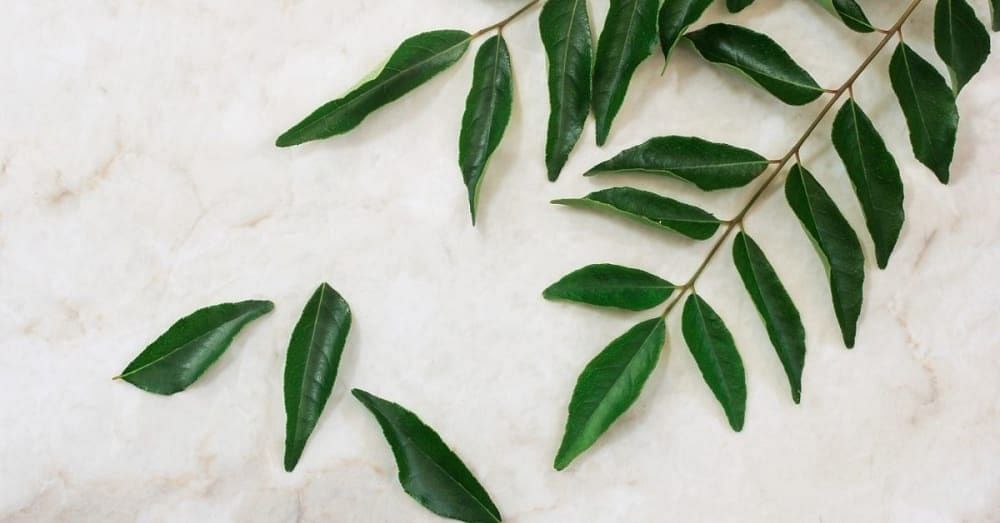 14 Top Curry Leaves Benefits That You Shouldn't Miss Out - Bodywise
