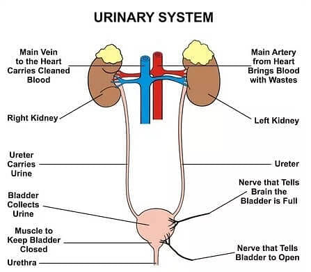 urinary tract infection and the urinary system